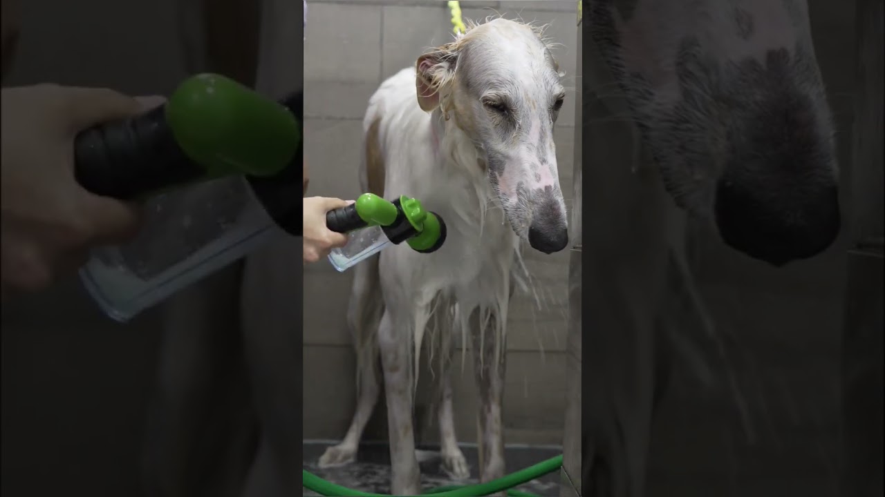 One of the world's least intelligent dog breeds 🤣