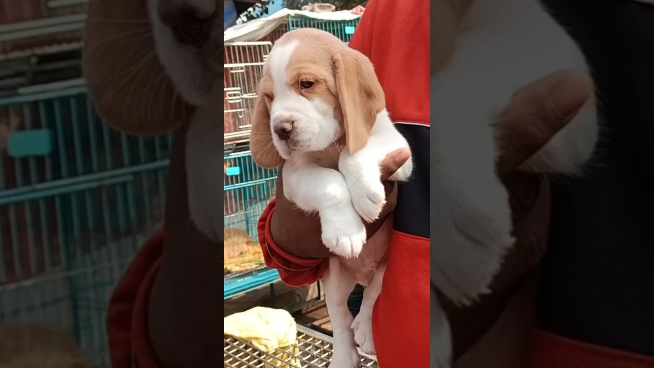 Very cute Beagle Puppy for Rs.12K# Kolkata pet market # Galiff Street # Recent dog price update.