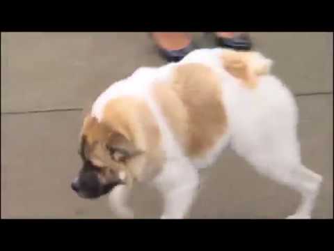 Retarded dog