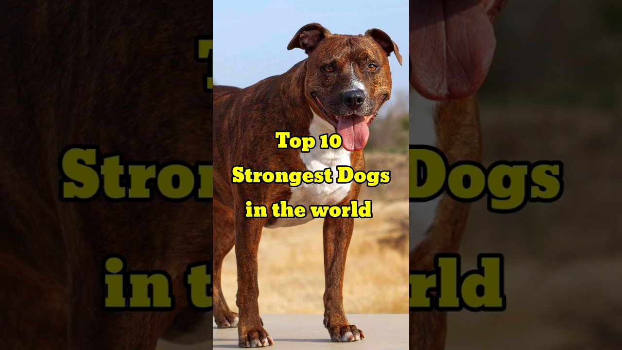 Top 10 Strongest Dogs Breeds in the world