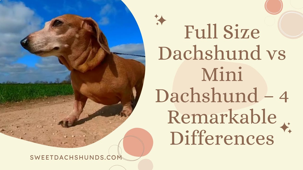 Full Size Dachshund vs Mini Dachshund – 4 Remarkable Differences