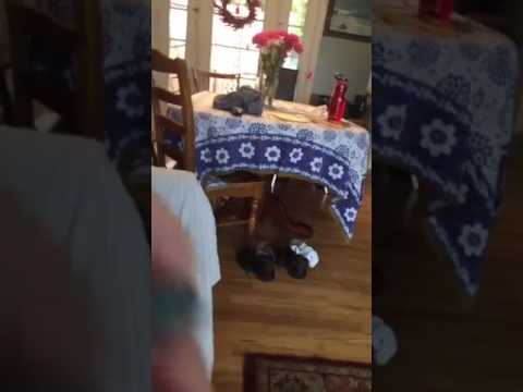 Revolution Flea and Tick product review
