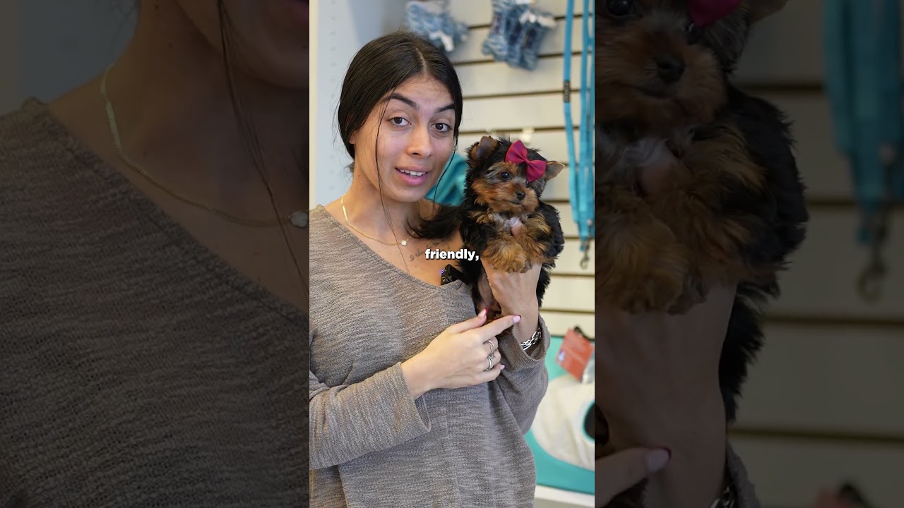 Tea Cup Yorkie | Paradise Puppies
