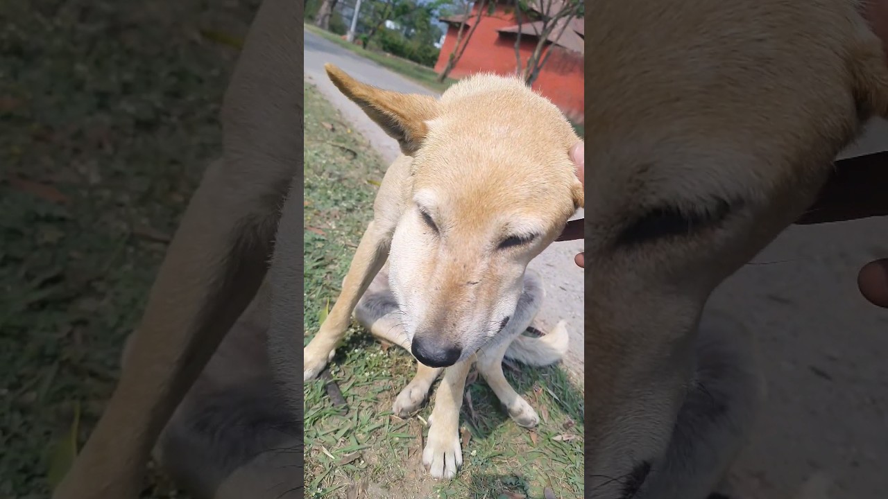 ONE SIDE FACE IS SWOLLEN,TREATMENT ON,IMAGINE WHAT WILL HAPPENED IF I WAS NOT SEEN U#dog#viral#love