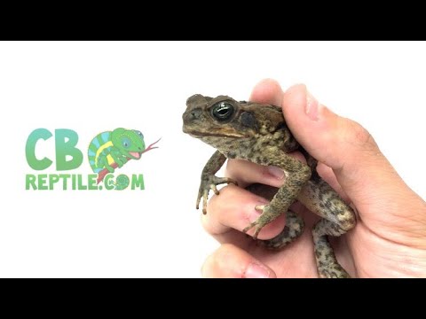 Poison Cane Toad | Reptile of the Week for Sale at CBReptile.com!