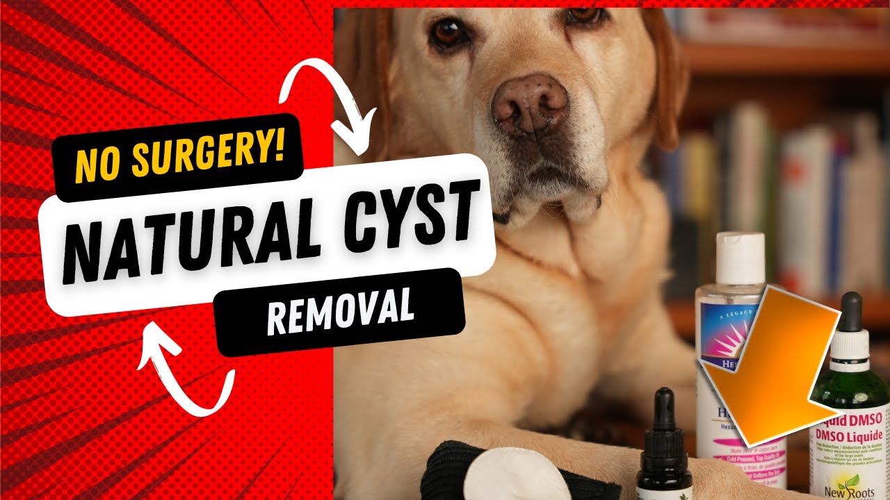 How To Get Rid of a Dog Cyst Naturally