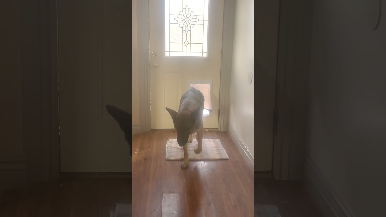 Deer Follows Dogs Inside The House 🤣