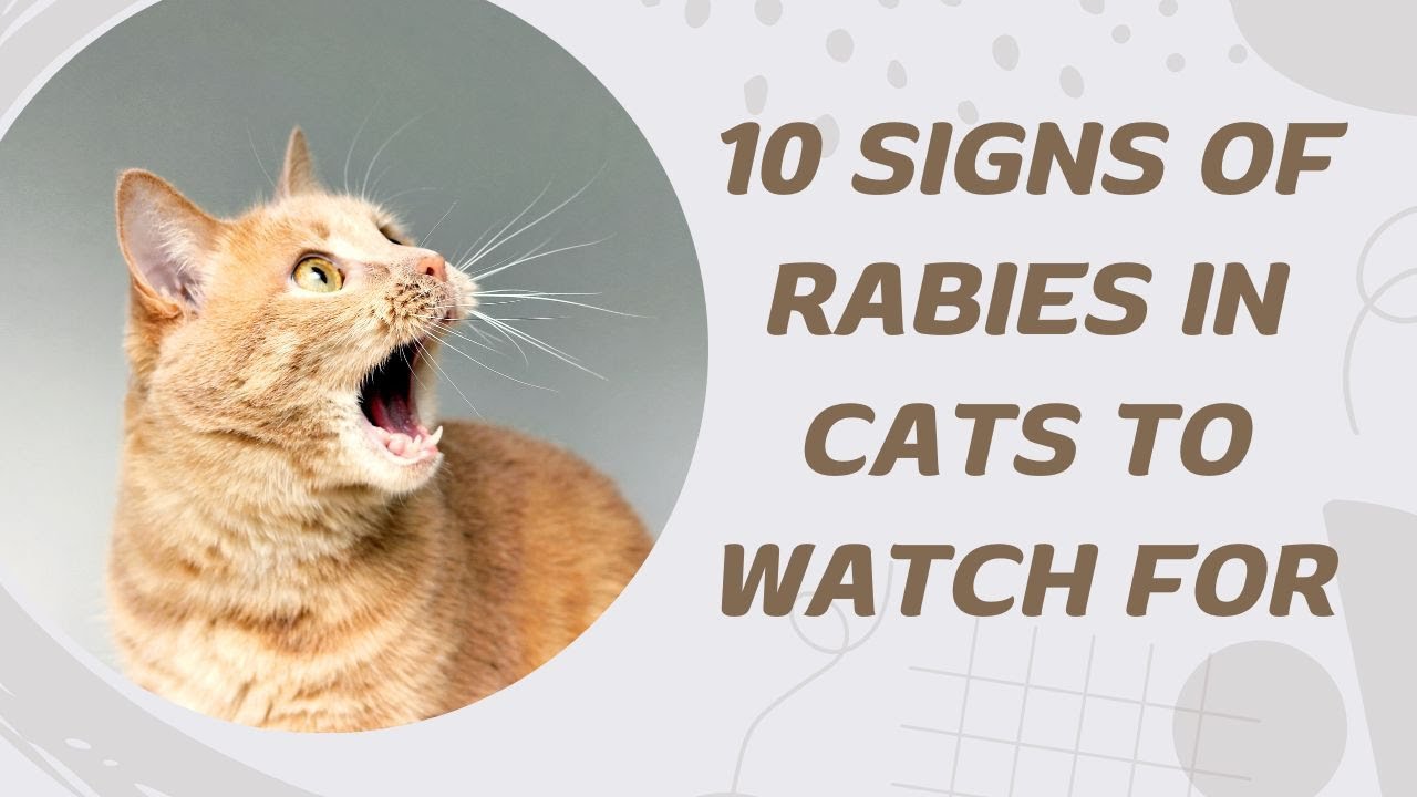 10 Signs Of Rabies In Cats To Watch For