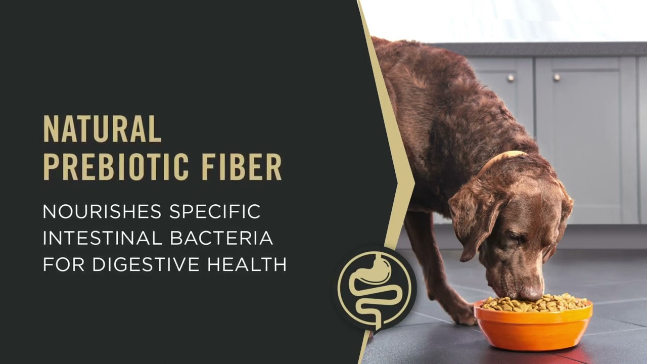 Purina Pro Plan Adult Shredded Blend Lamb & Rice Formula Dry Dog | PuppySimply