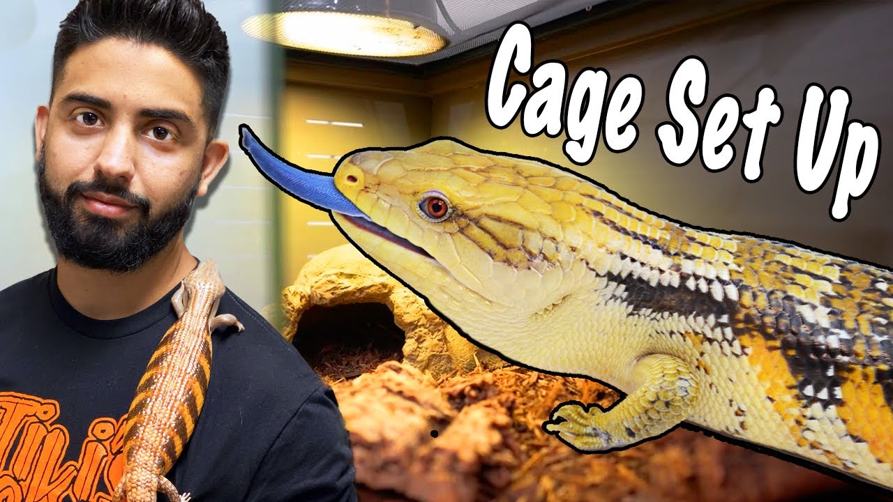 Blue Tongue Skink Set Up! (New Owners Watch This)