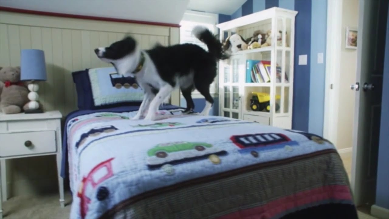 Advantage II for Dogs - Flea Infestation