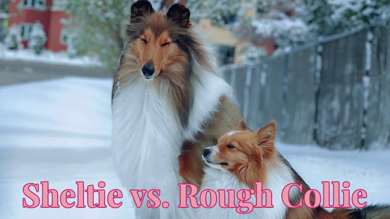 Sheltie vs. Rough Collie