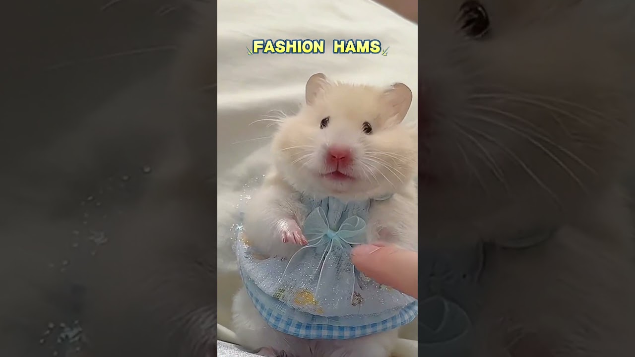 the top one in the hamster fashion industry!#hamster #hamsters #hams #fashion #tiktok