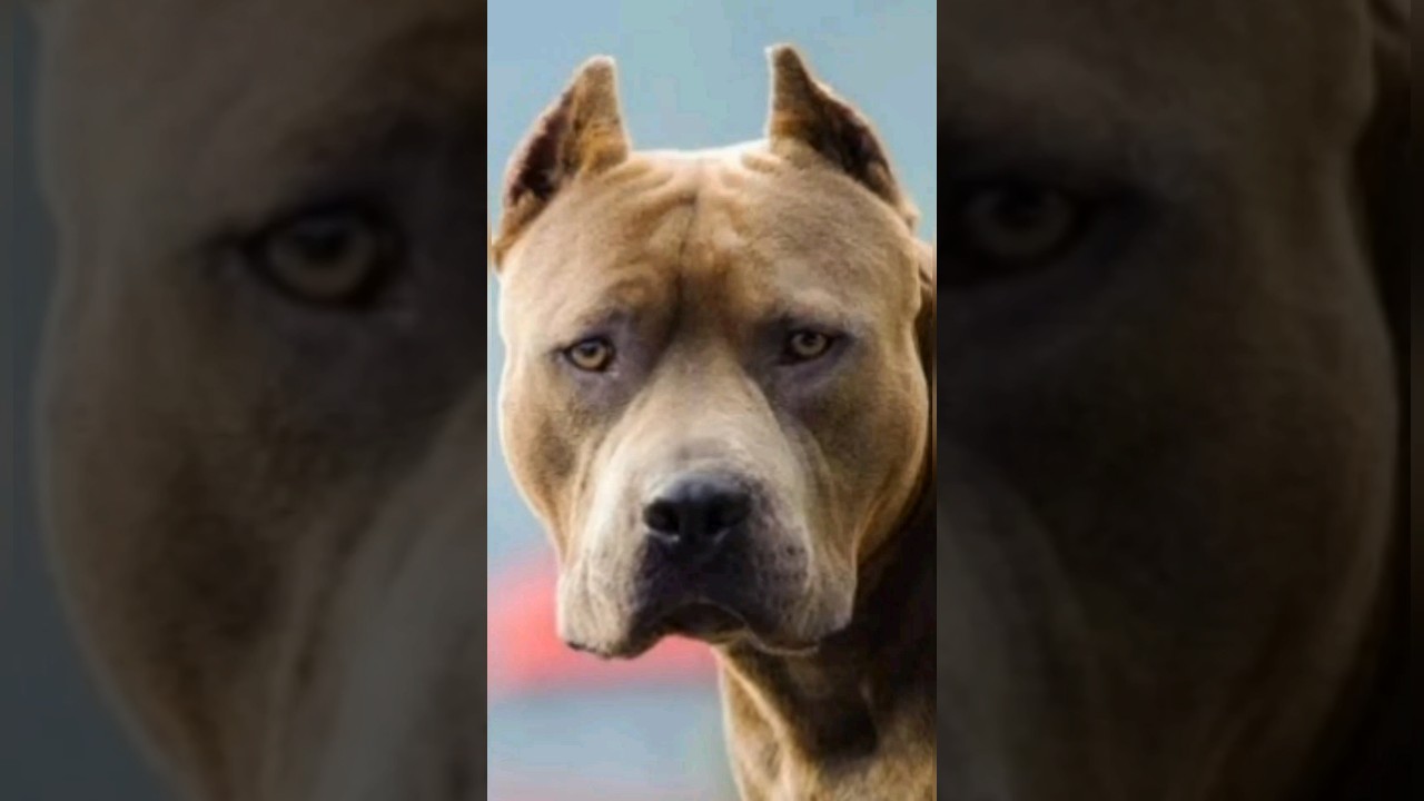 Pit bull Saint Bernard =❓