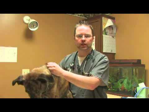 How to Use Frontline for Dogs