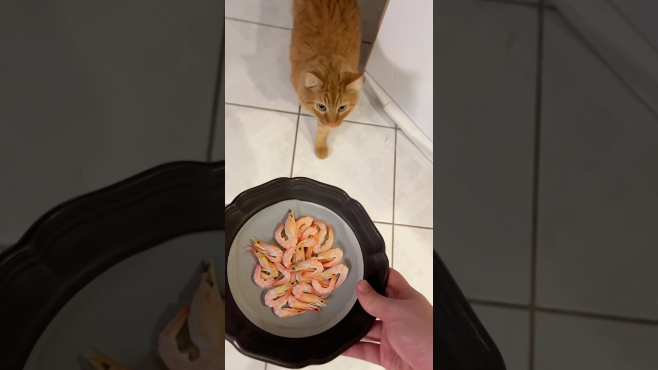 Feeding my cat 3 pounds of shrimp a day #storytime #cats #flamingos