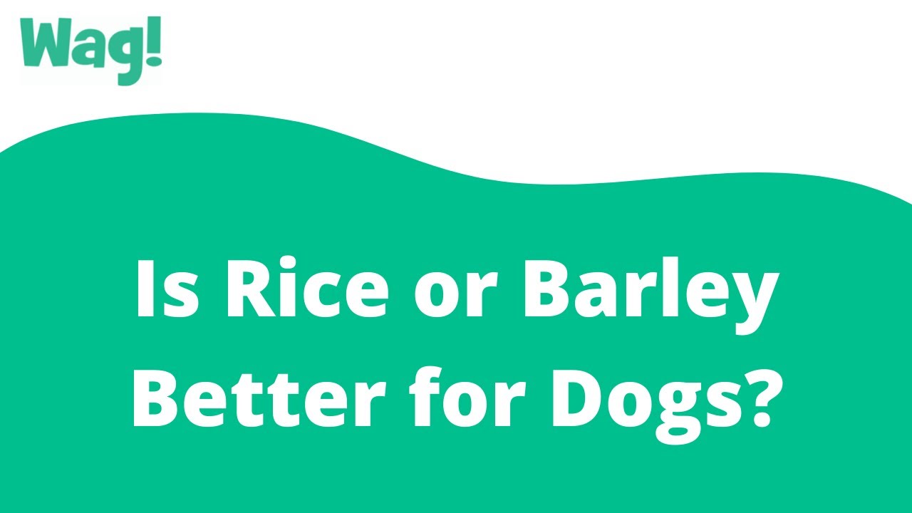 Is Rice or Barley Better for Dogs? | Wag!