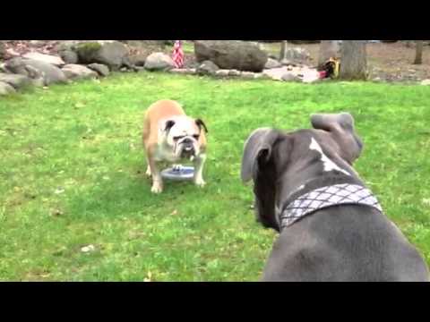 Pitbull vs Bulldog