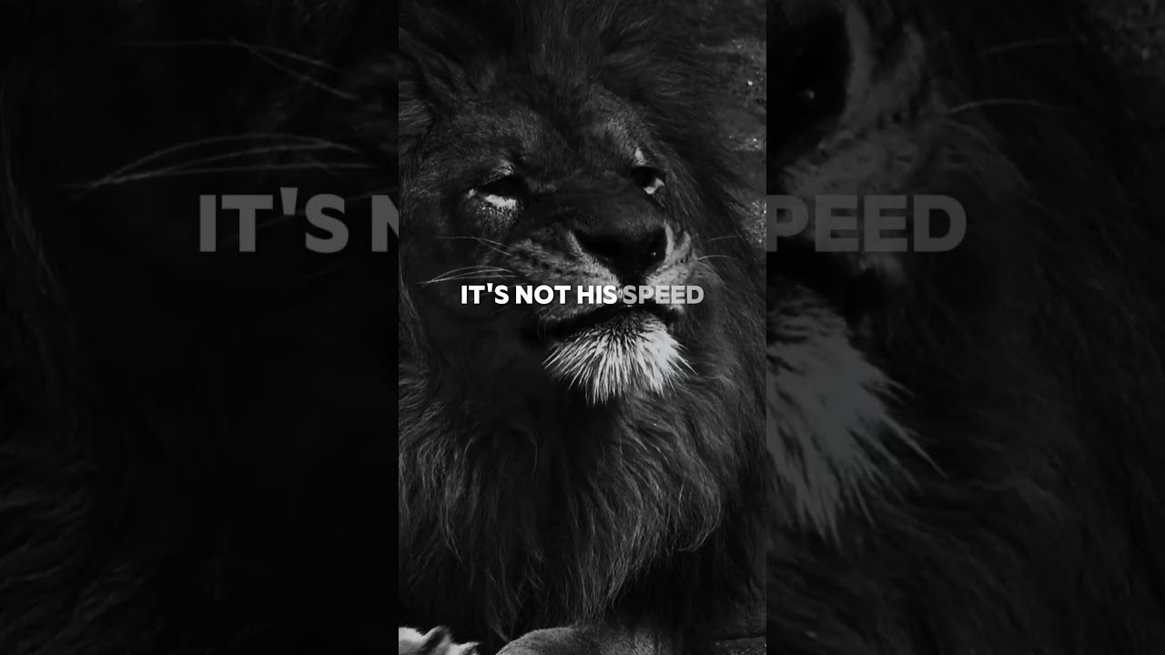 Lion mentality🦁#motivation #lion #quotes #advice #mentality