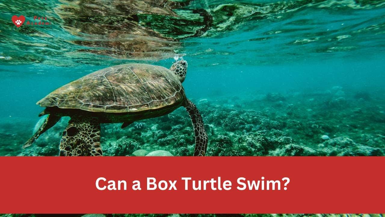Can a Box Turtle Swim? #turtles