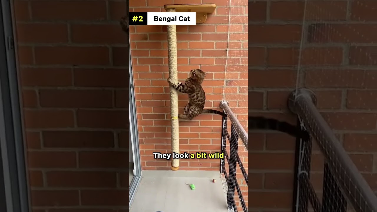 Discover the perfect cat breed for you 🐱🐈