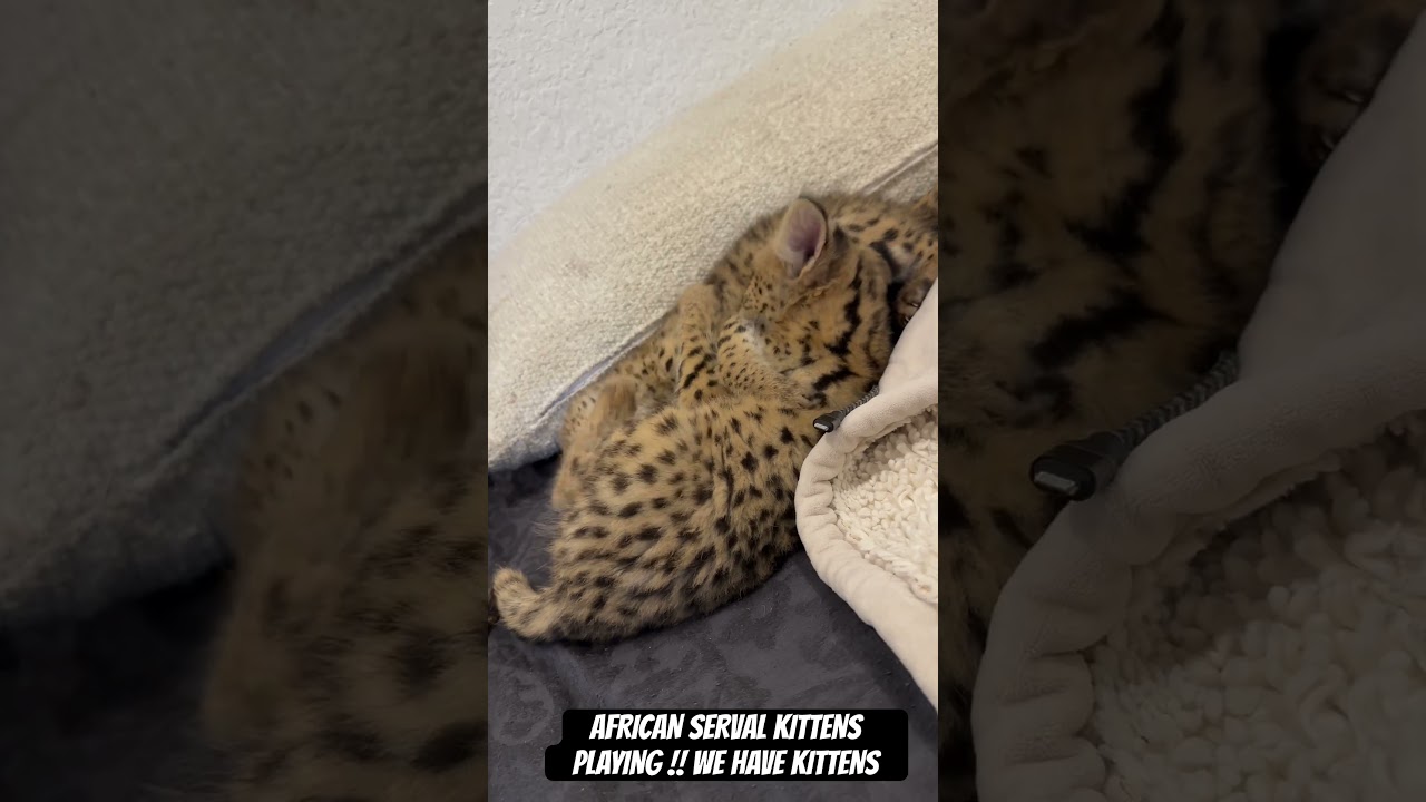 OUR AFRICAN SERVAL KITTENS PLAYING !! WE HAVE KITTENS !! #f1savannah #africanserval #bengal #serval