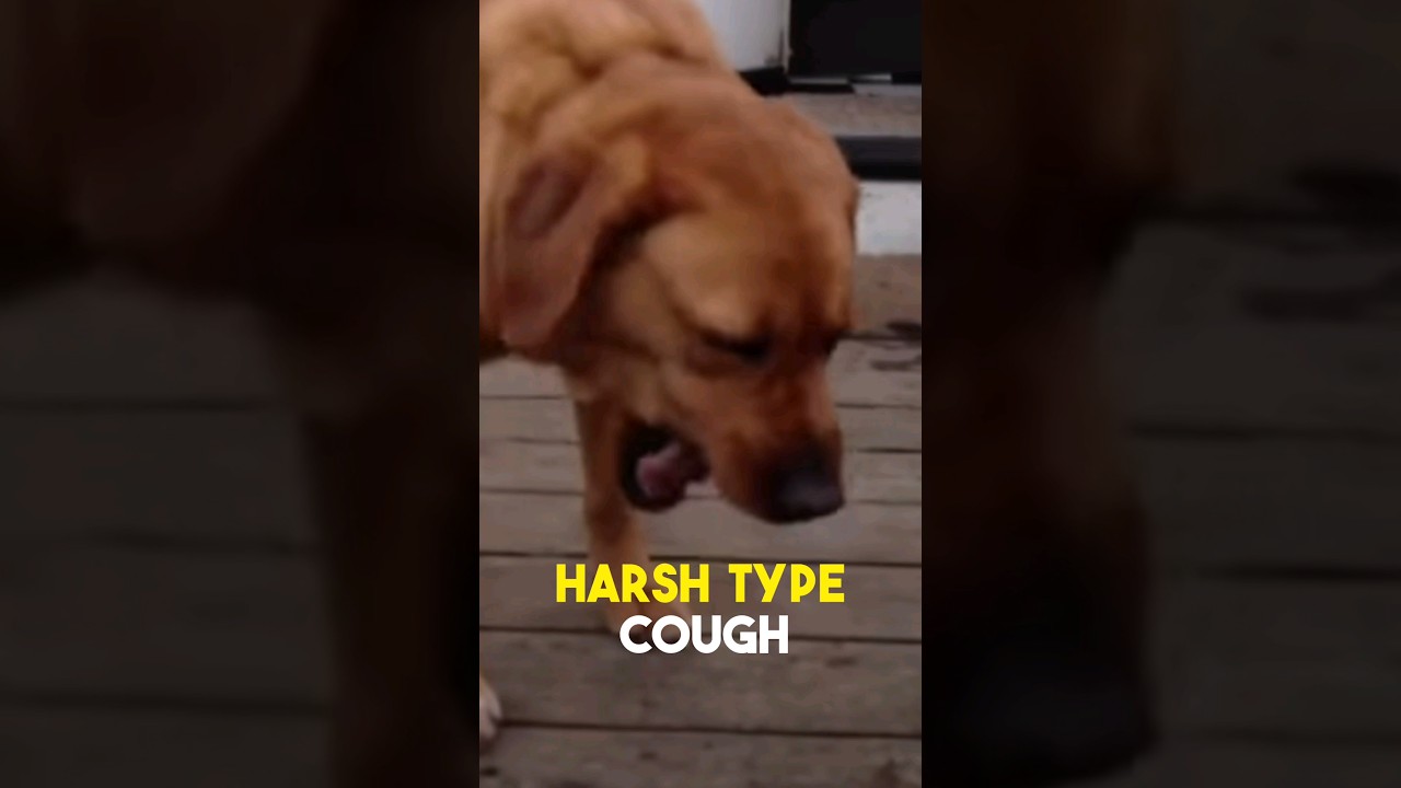 Can You Tell If Your Dog Has Kennel Cough? #kennelcough, #Shorts, #Stop Dog Coughing,