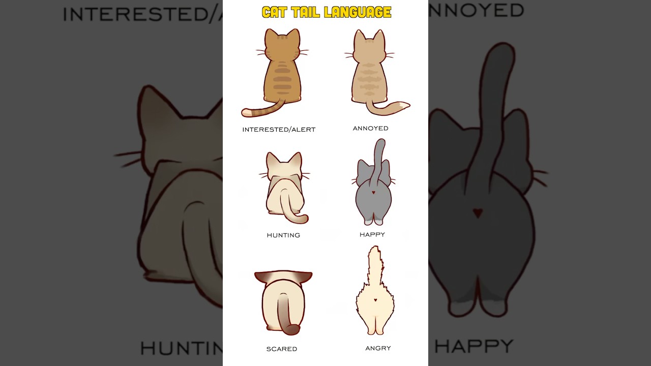 Cat Tail Language - Cat Tail Meaning Body Language