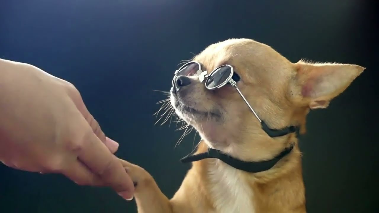 Can Dogs Eat Acai Berries? Are They Toxic To Dogs?