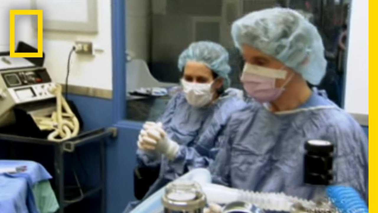 Canine Cataract Surgery | National Geographic