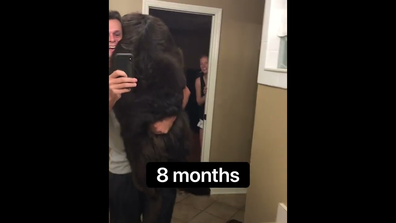 Throwback to the first year of mega-dog #newfoundland #shorts #viral