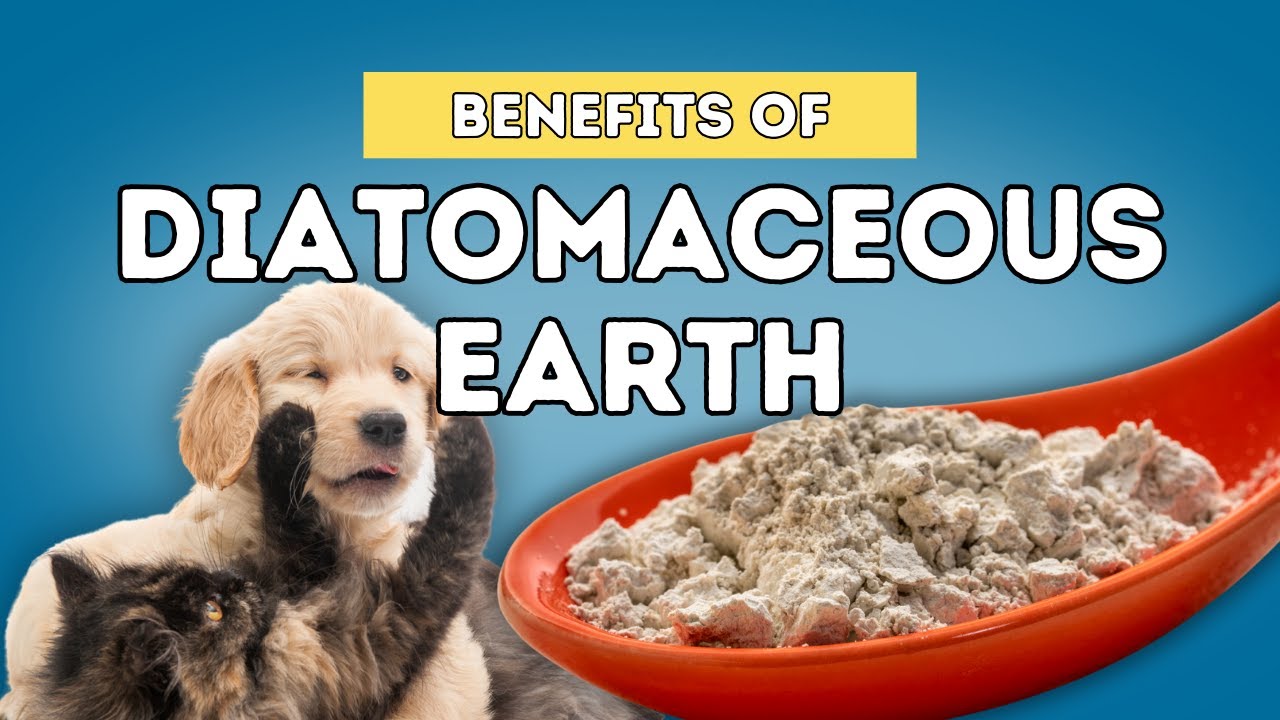 5 Benefits Of Diatomaceous Earth For Dogs and Cats