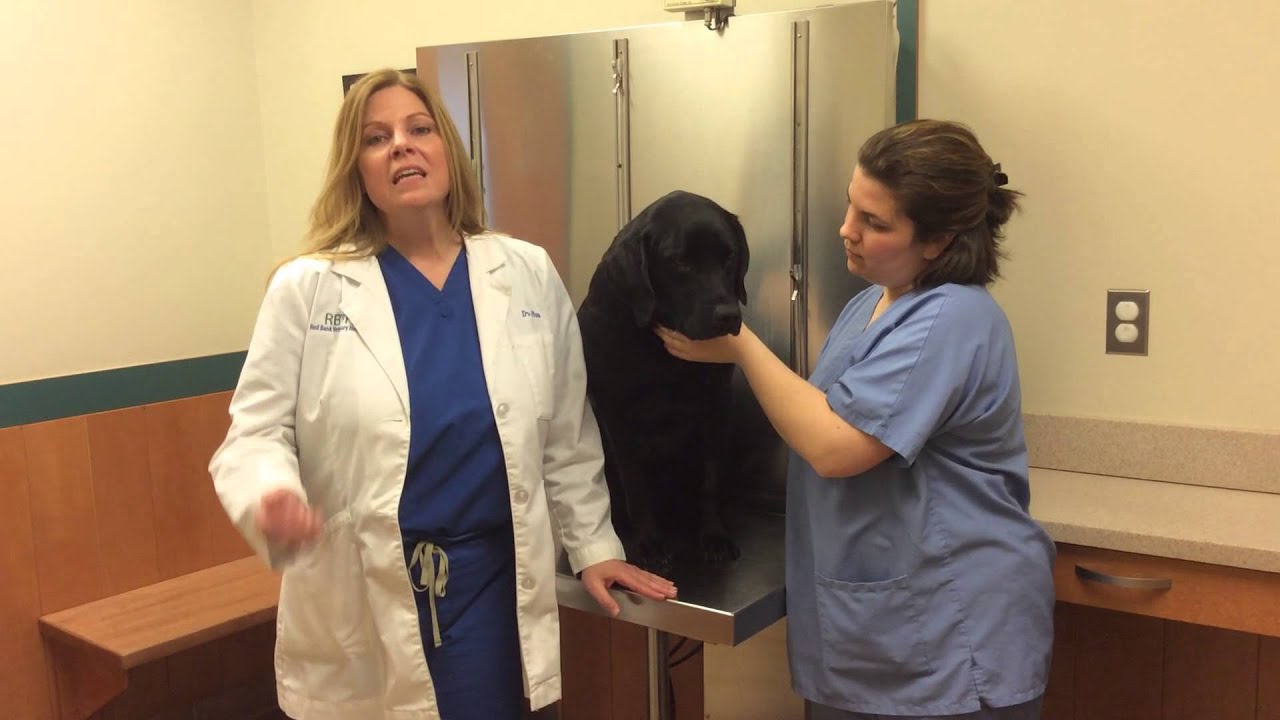 How to Check Your Pet's Gum Color