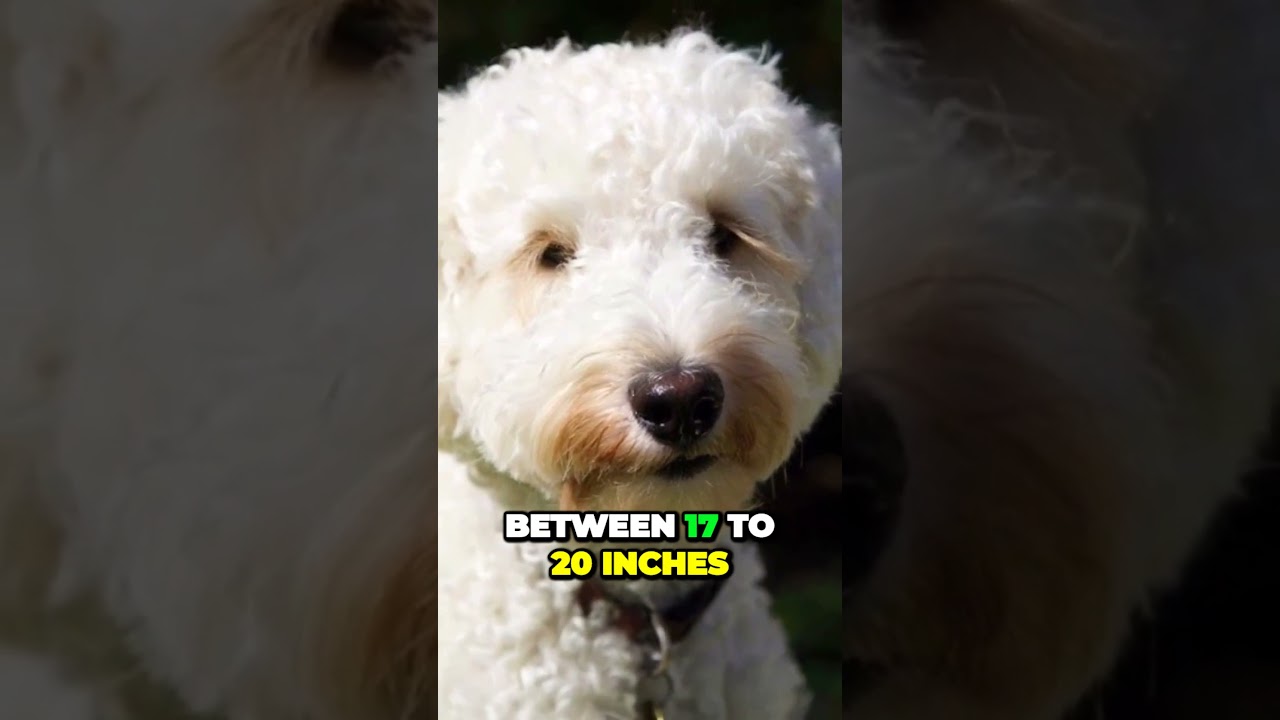 Three Different Sizes of Labradoodle - The Living Teddy Bear