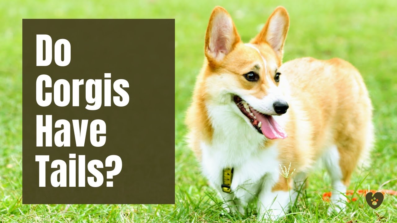 🐾 Do Corgis Have Tails? | PetTube