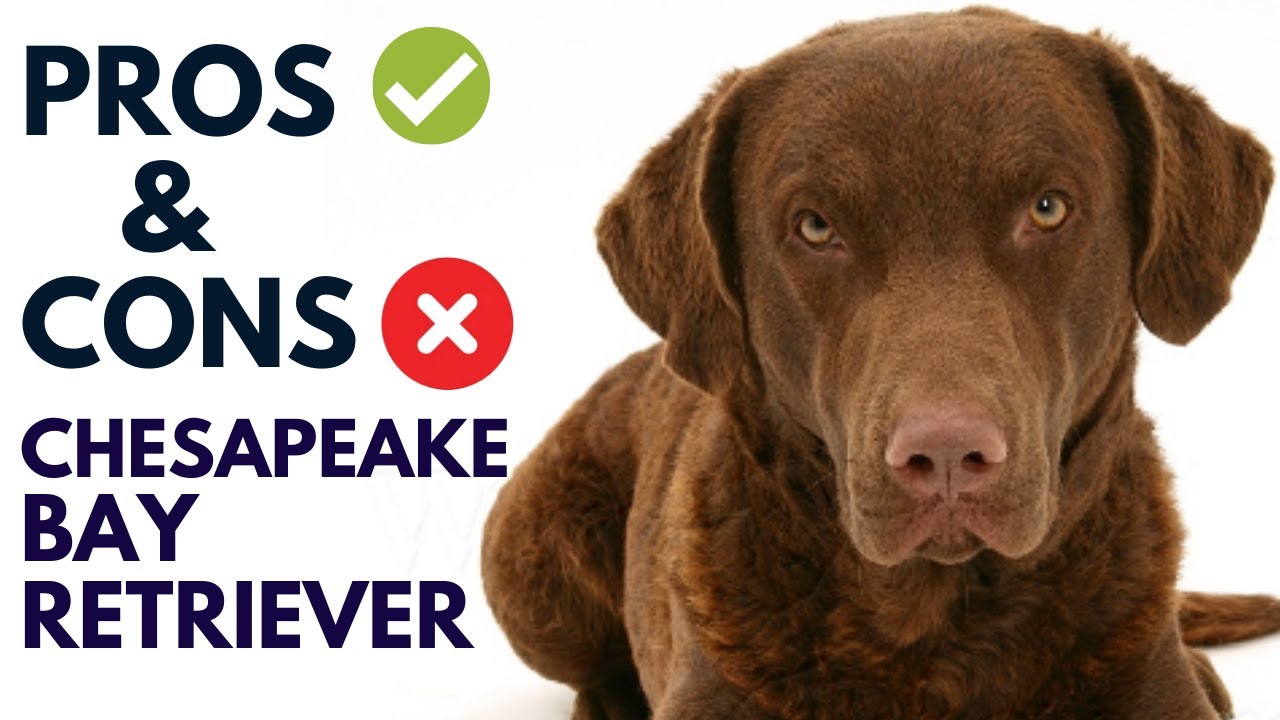 Chesapeake Bay Retriever Dog Breed Pros and Cons | Chesapeake Bay Advantages and Disadvantages