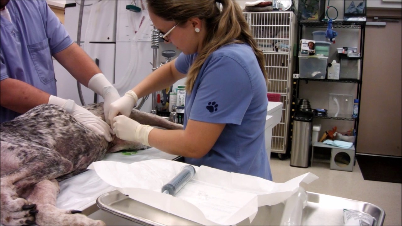 Task 25 Urinary Catheter   Male Dog