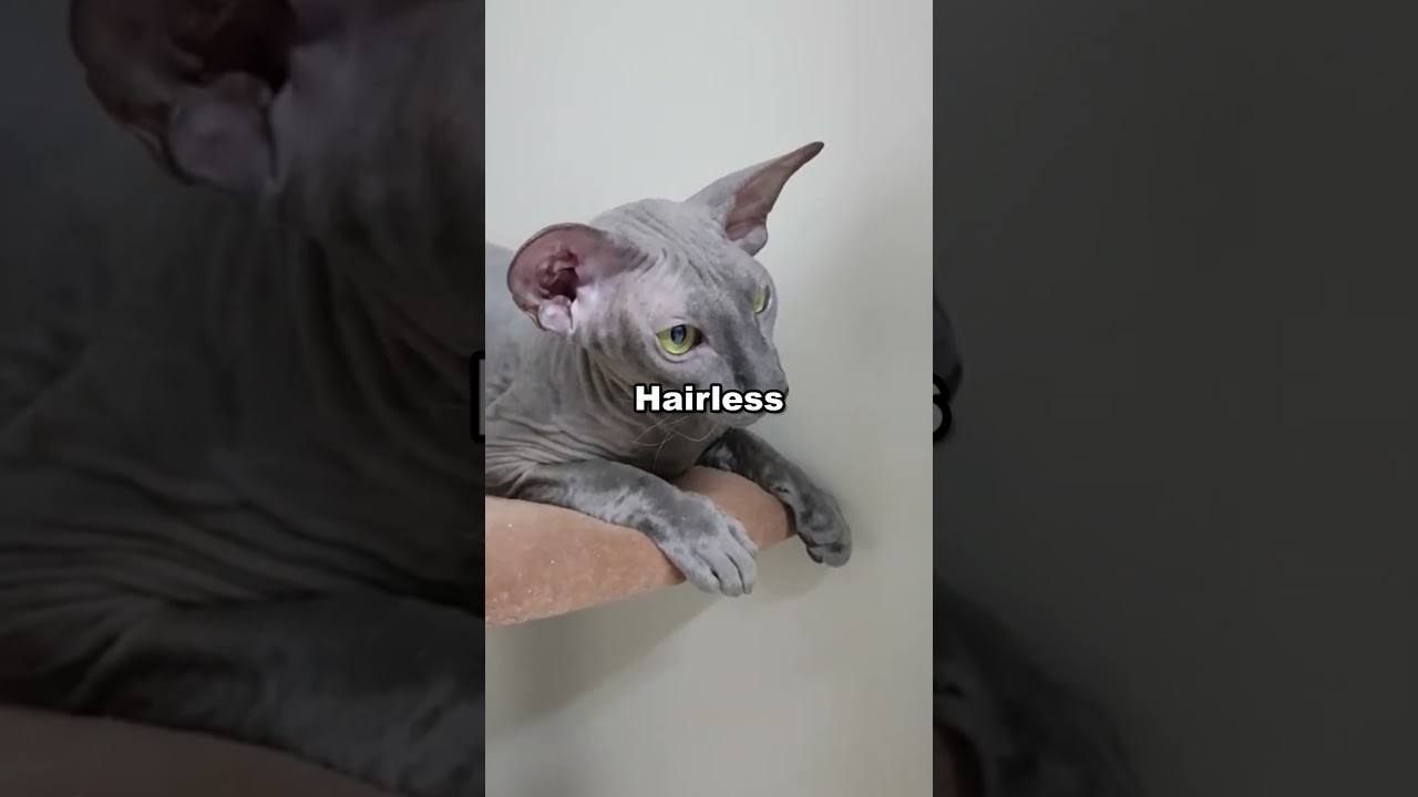 3 hairless cat breeds #top3 #catbreeds #hairlesscats