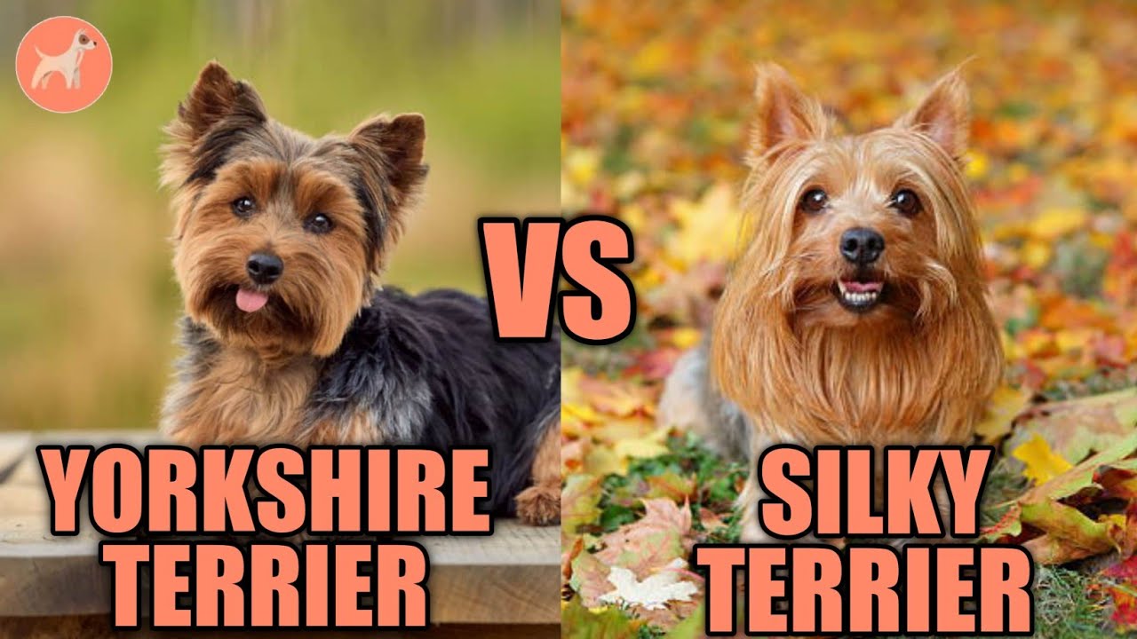 Yorkshire Terrier vs Silky Terrier: What's the Differences?