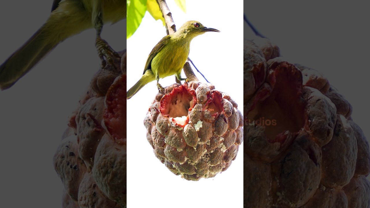 SunBird Eating A Fruit  Wincent   2Ko3l #bird #nature #wildlife