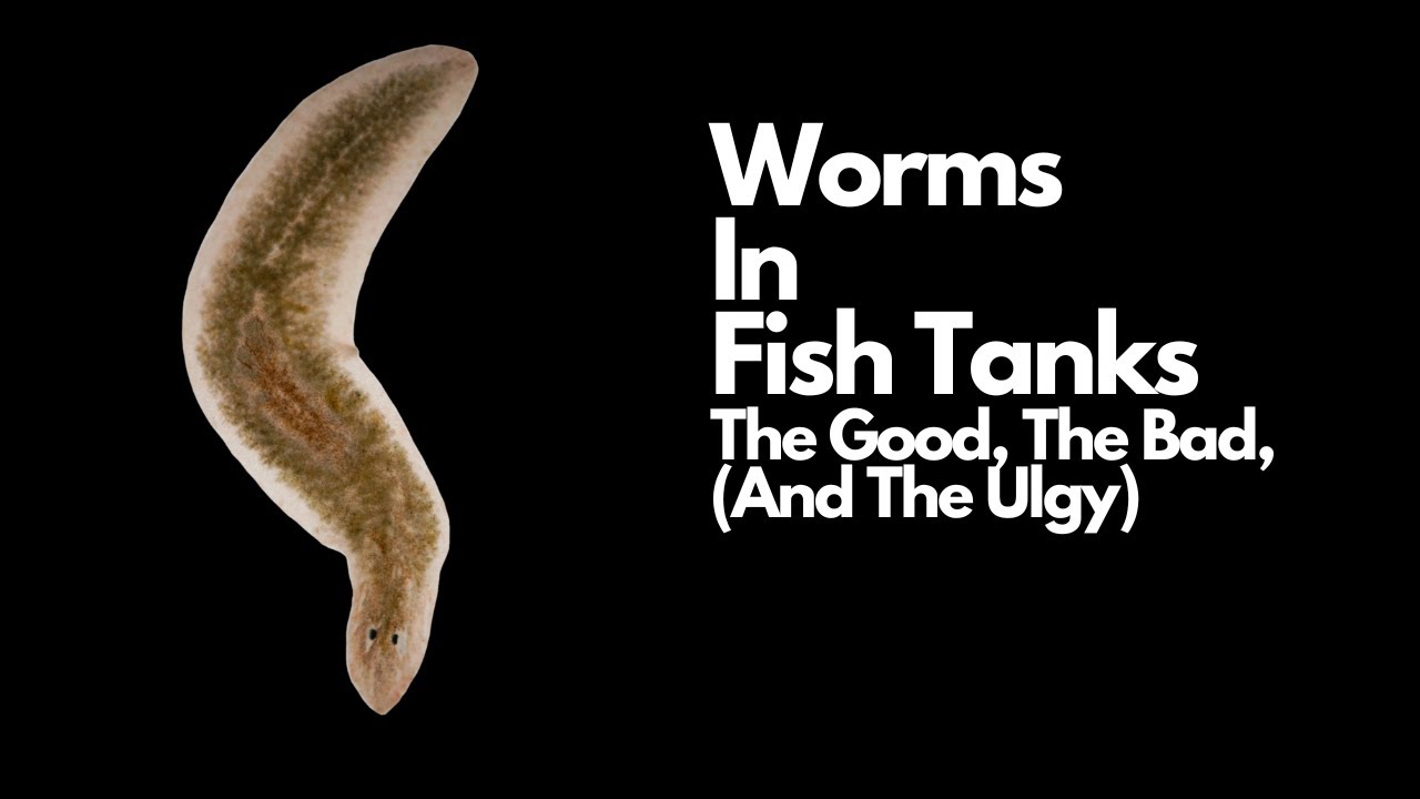 Worms In Fish Tank 😱 - The Good, The Bad (And The Ugly)
