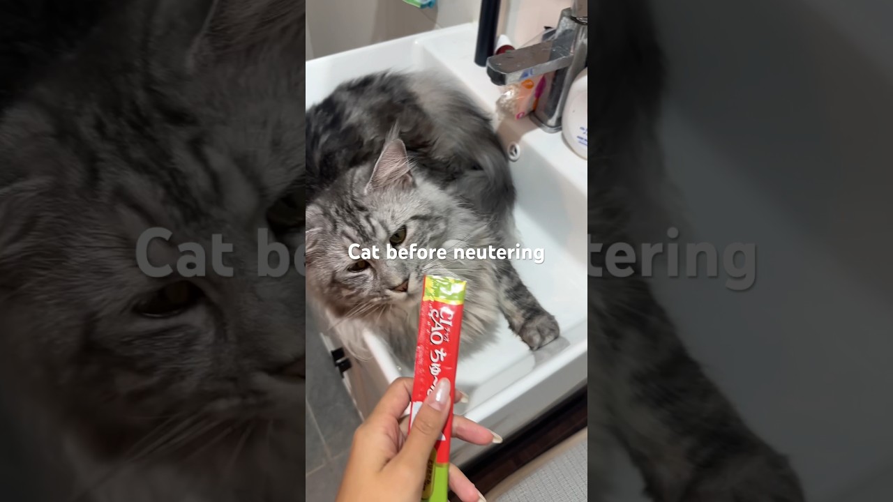 Male cat reaction after being neutered 🥲 #cat #catlover #pets #petslover #catcontent #shorts