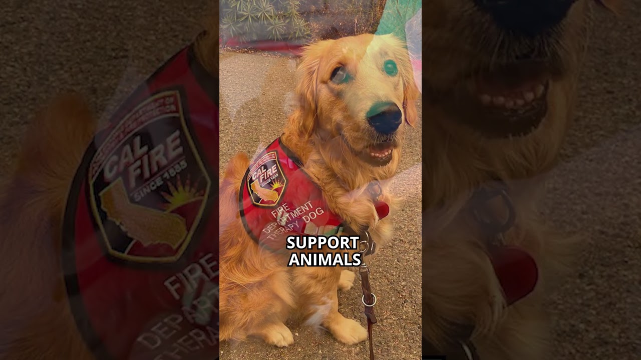 Is this the best dog breed for you? | Mini Golden Retrievers