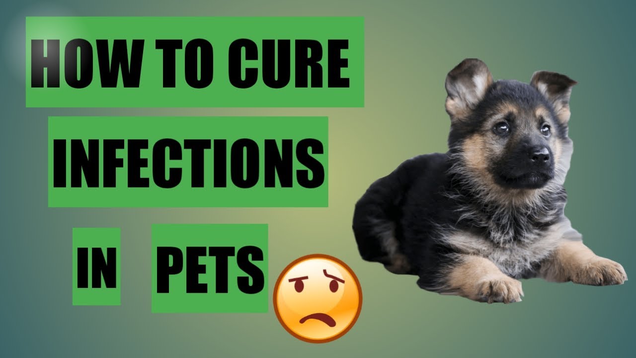TREATMENT OF DIFFERENT INFECTIONS IN PETS | AZITHROMYCIN SYRUP VETERINARY USAGE