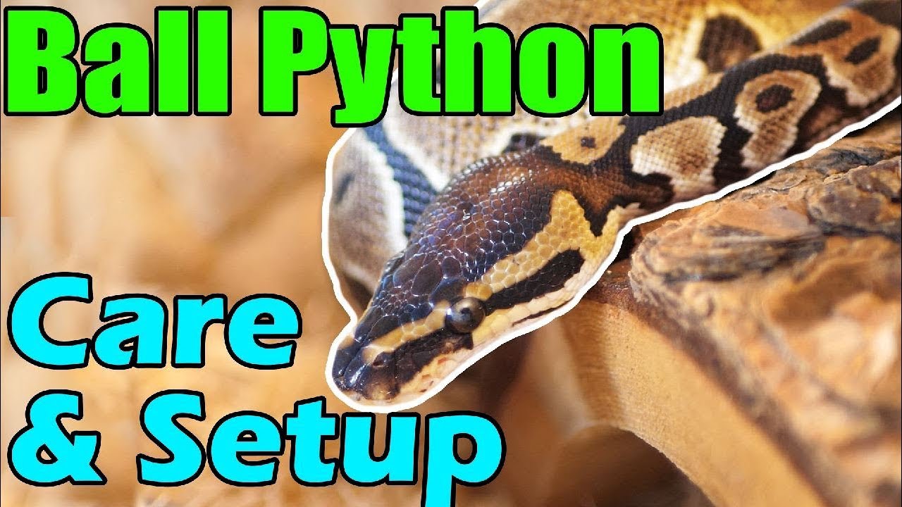 How to Care for Ball Pythons!