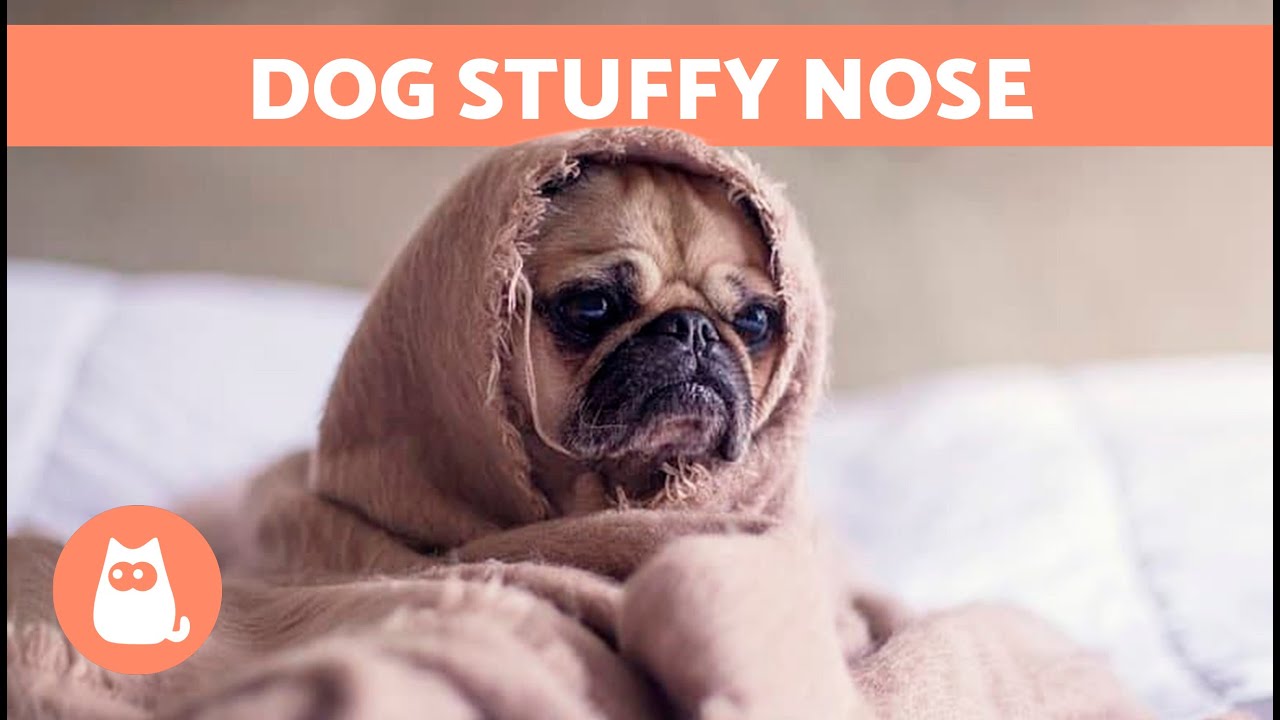 My DOG Has a RUNNY NOSE and LABORED BREATHING 🐶💦 Why and What to Do