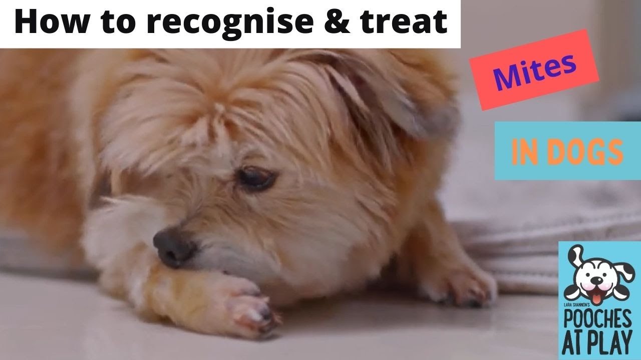 How to recognise and treat mites in dogs