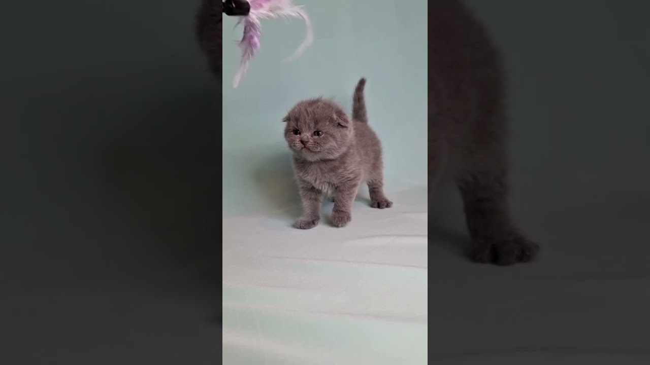 Brooklyn Blue Scottish Fold Male Kitten Available Now | Purebred Kitties
