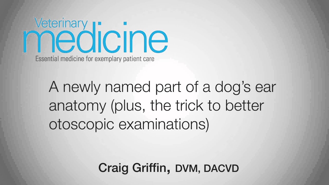 A newly named part of a dog’s ear anatomy (plus, the trick to better otoscopic examinations)