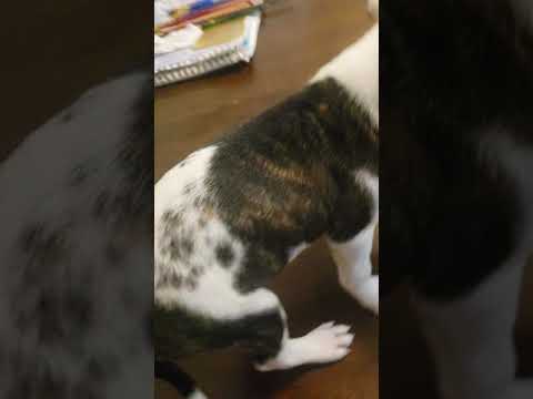 Pit bull Chihuahua mix puppy
